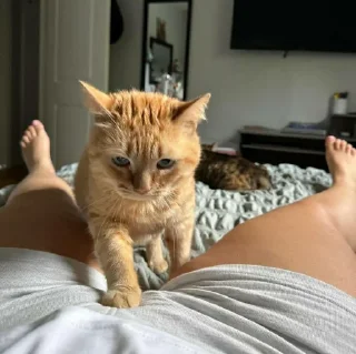🐈