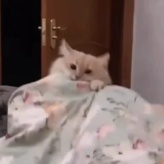 😇