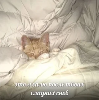 🛏️