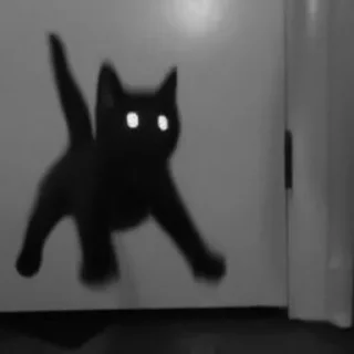 🐈‍⬛️