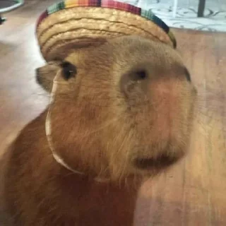 🦦