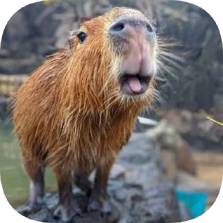 😛