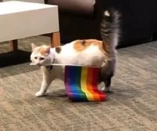 🏳️‍🌈