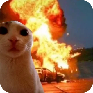 Котятки•Мемасы - @sov0y