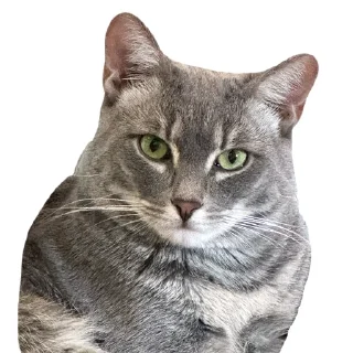 😾