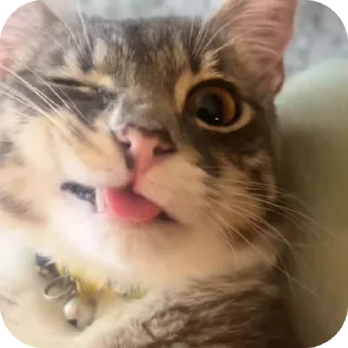 🐱