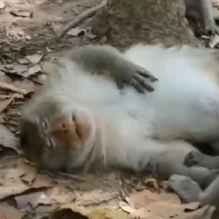 😴