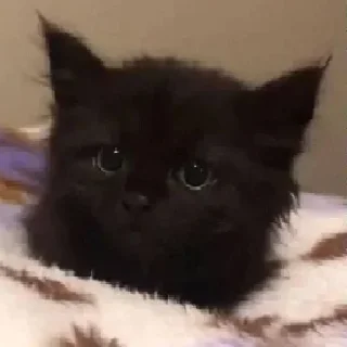 😺