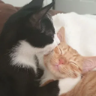 😺