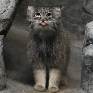 🐱