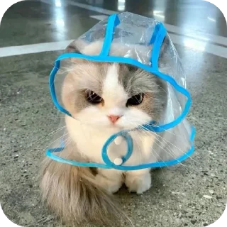 🐱