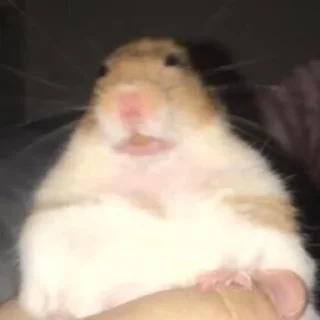 🐹