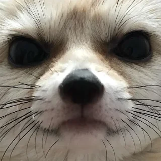 😠