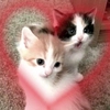 cats @murchalku