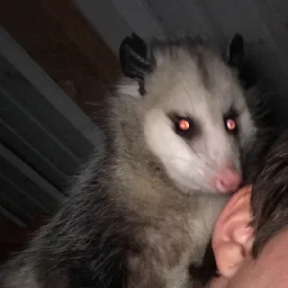 👻