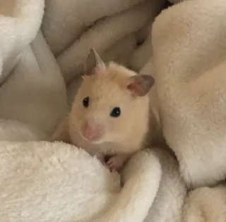 🐹