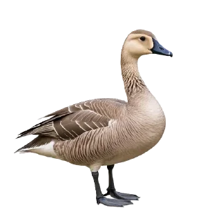 🦢