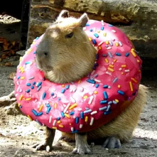 CapybaRa @BredRa
