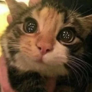 🥺