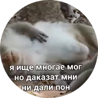 🌟