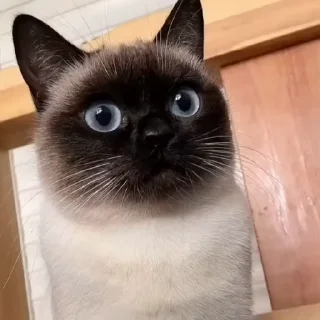 🤩