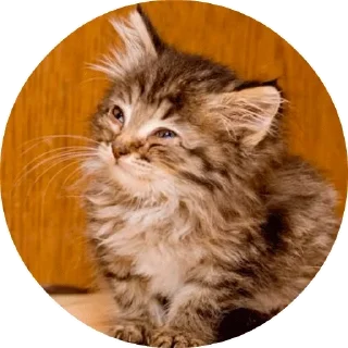 😻