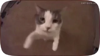 😺