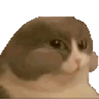 🐱