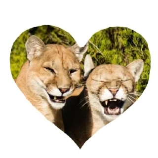 🐱