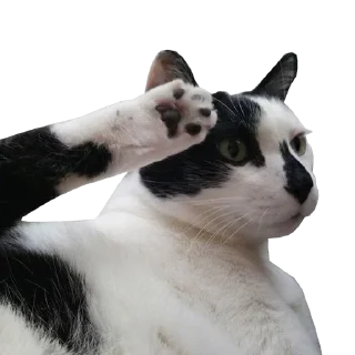 🫡