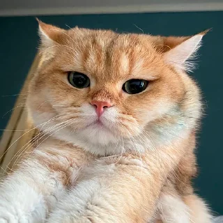 🌝