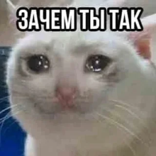 😿