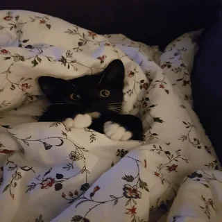 💗