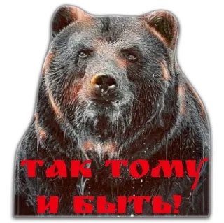 🐻