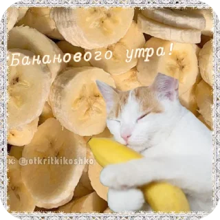 🐱