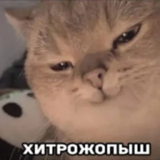 😼