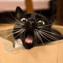 🐱