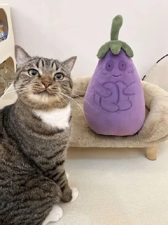 🌟