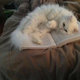 📓