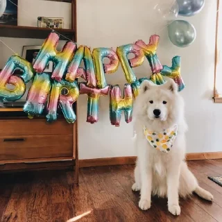🎉