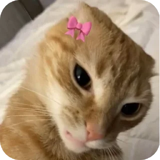 🐱
