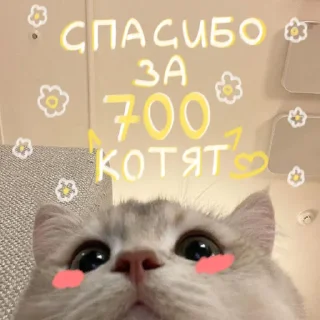 🐱