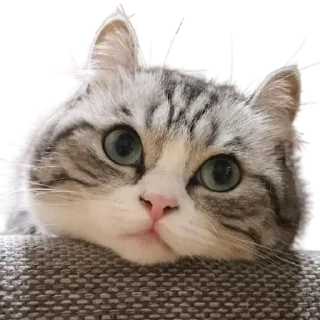😺