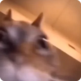 🤪