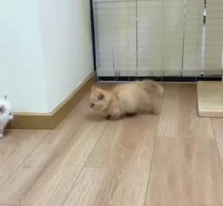 🌟