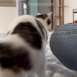 🍑