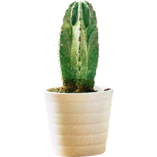 🌵