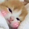 Kittos
