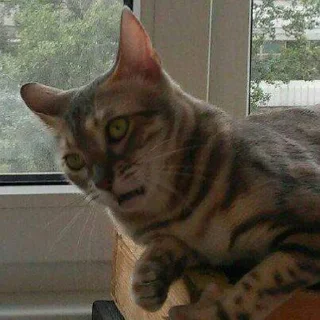 😾