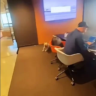 🐩